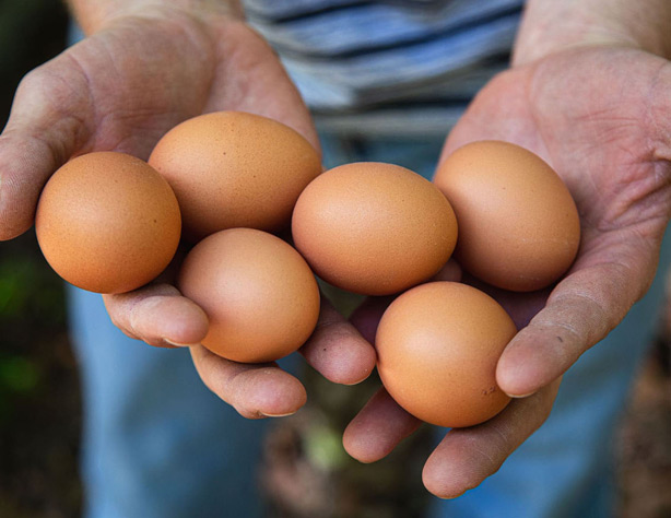 Vital Farms photo